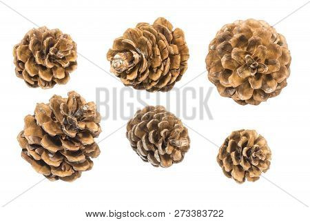 Pine Cones Isolated On A White Background