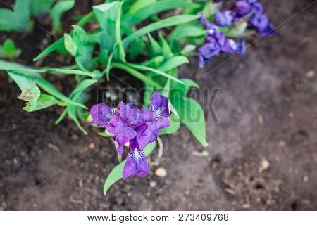 Still-life Of Flowers Of A Purple Iris Flower . Spring Awakening
