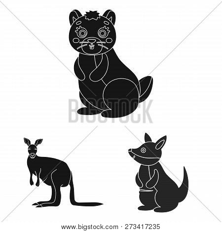 Vector Illustration Of Kangaroo And Cute Symbol. Collection Of Kangaroo And Baby Vector Icon For Sto