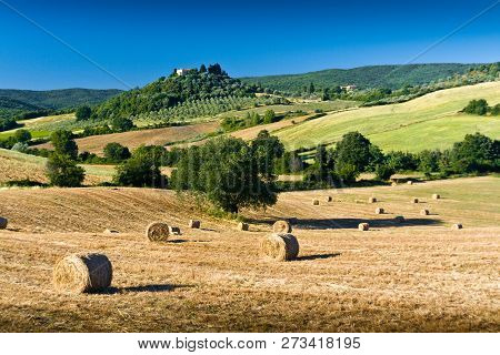 Haycock And Trees In Sunny Tuscan Countryside Near Massa Marittima, Italy