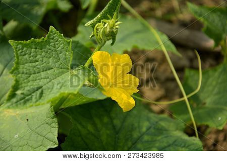 A Single Beautiful  Yellow Flower Of Cucumber ( Cucumis Sativus ) Also Known As Sasa Or Khira In Ind