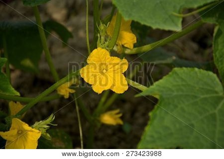 A Single Beautiful  Yellow Flower Of Cucumber ( Cucumis Sativus ) Also Known As Sasa Or Khira In Ind