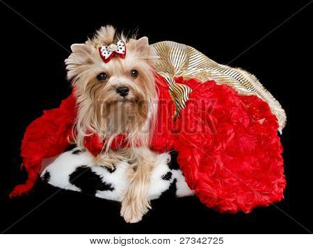 Yorkshire terrier z lred i złotej sukni na białym tle