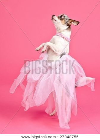 Elegant hund dancing isoleret