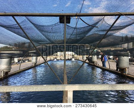 Dan, Israel - November 27, 2018: Ponds For Growing Trout In Kibbutz Dan In Northern Israel