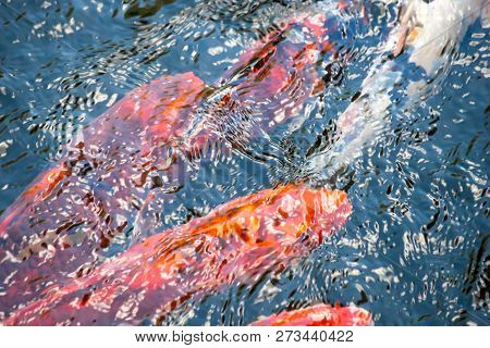 Floating In The Pond Fish Of Different Colors Create Ripples On The Water.  Koi Fish.top View