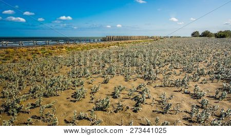 A Close Up View Of Plants On A Beach, Caspian Sea Under Blue Sky In Early September, Snag On On The 