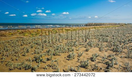 A Close Up View Of Plants On A Beach, Caspian Sea Under Blue Sky In Early September, Snag On On The 