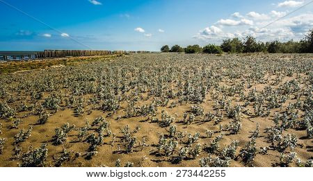 A Close Up View Of Plants On A Beach, Caspian Sea Under Blue Sky In Early September, Snag On On The 