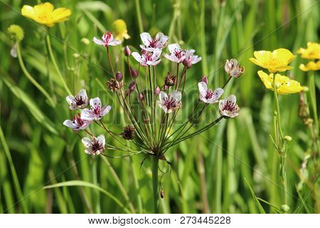 Pink Flowering Rush (butomus Umbellatus) Flowers With Buttercup Flowers In The Background.