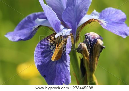 Purple Iris Flower With Large Skipper Butterfly (ochlodes Sylvanus) Feeding On One Of The Flowers.