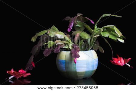 Blooming Pink Christmas Cactus Schlumbergera In A Pot On Black Background. Epiphyllanthus, Epiphyllu