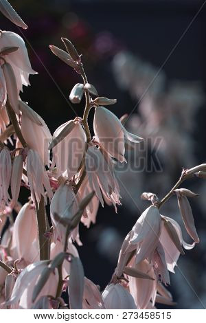 Decorative Yucca Plant. Flowers Of Yucca. Blooming Yucca Bush. Yucca Bushes In Bloom. Gardening Them