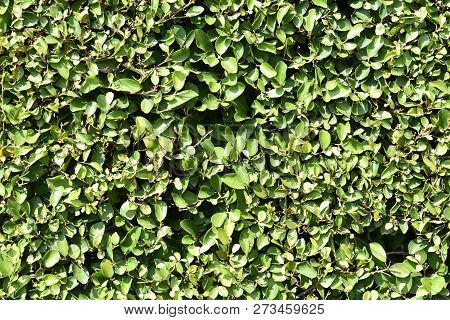 Green Banyan Leaves Fence Under Sunlight For Background