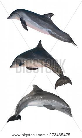 grey doplhins isolated on white background