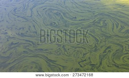 Green Water In The Pond Background Or Texture