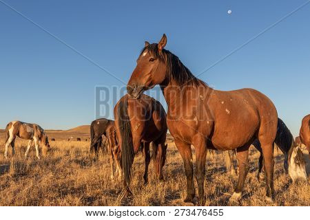 A Herd Of Wild Horses In The Utah Desert