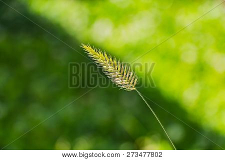 A Beautiful Texture Of One Green And Yellow Agropyron Cristatum Plant On The Blurred Green Backgroun