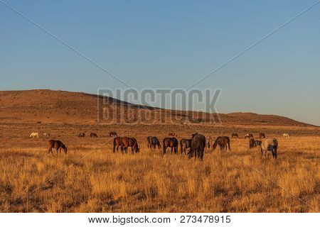 A Herd Of Wild Horses In The Utah Desert