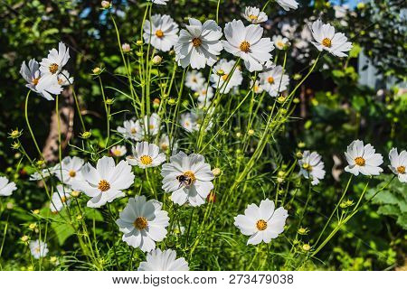 The Colorful Flowers Garden Chamomile Feverfew On The Flower Bed In A Garden In Summer