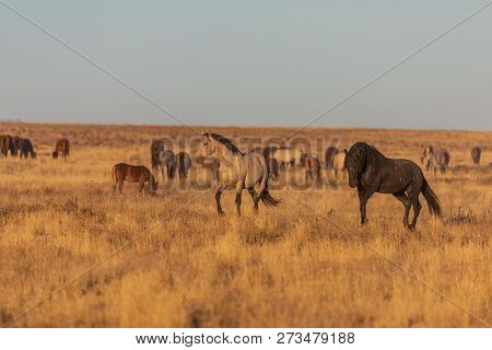 A Herd Of Wild Horses In The Utah Desert