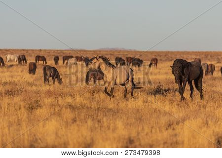A Herd Of Wild Horses In The Utah Desert
