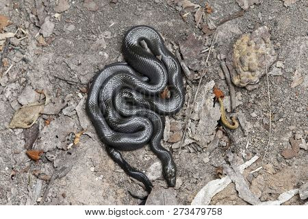 A Black African House Snake (lamprophis Fuliginosus)