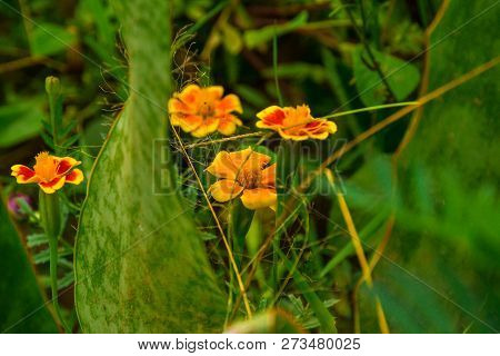 Flowers Bloom Beautifully On A Sunny Morning
