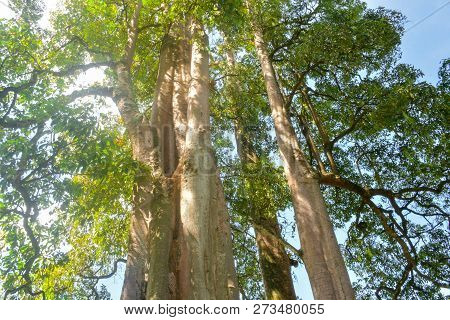Large And Shady Trees, Towering High With Yellowish Green Leaves Thriving Near The Beautiful Paniki 