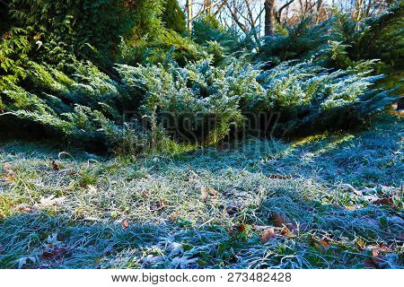 Closeup Nature Detail Of Small Frosted Icy Plants And Dry, Dead Frozen Leaves With Rime Covering The