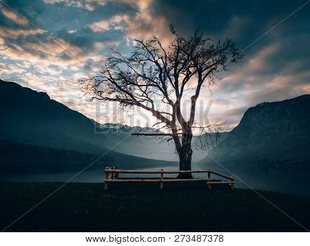 Solitude tree at sunset. Amazing view of Lake Bohinj.
