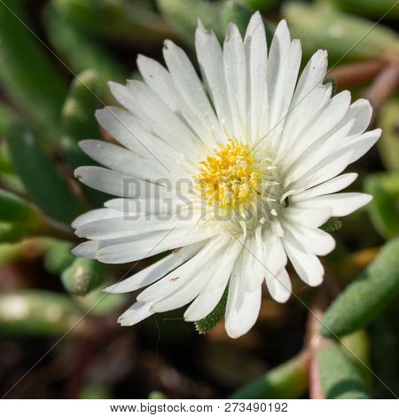 Midday Flower (delosperma Congestum), Close Up Of The Flower Head