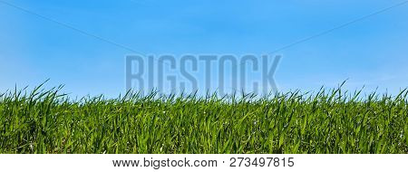 Juicy Green Grass Close Up Against A Blue Sky