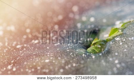 Green Leaf Breaks Through The Ice. Concept - Insuperable. Winter Background