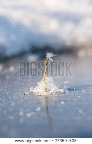 Concept - Compelling. Lonely Frozen Plant Is Flooded With Frozen Snowflakes In The Ice. Winter Time