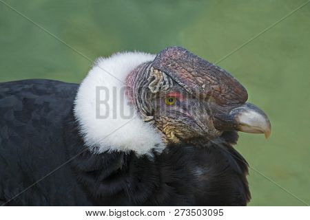 A Closeup  View Of An Andean Condor, Vultur Gryphus, On The Ground