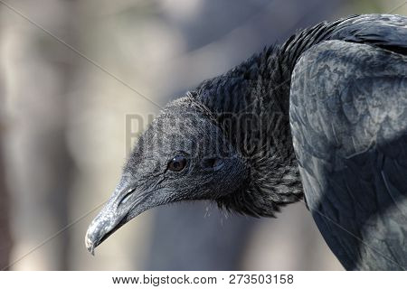 View Of A Black Vulture,coragyps Atratus Tight Portrait