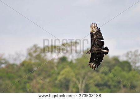 A Black Vulture,coragyps Atratus In Flight Over Tropical Forest