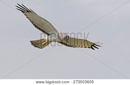 A Male Northern Harrier, Circus Cyaneus, In Flight