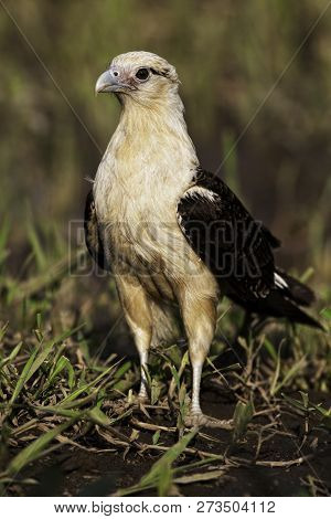 A Vertical Of An Alert Yellow-headed Caracara, Milvago Chimachima