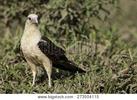 View Of A Hunting Yellow-headed Caracara, Milvago Chimachima