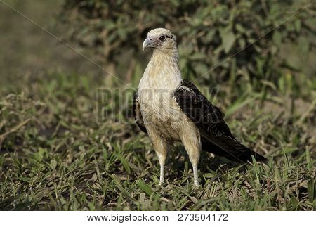 View Of An Alert Yellow-headed Caracara, Milvago Chimachima