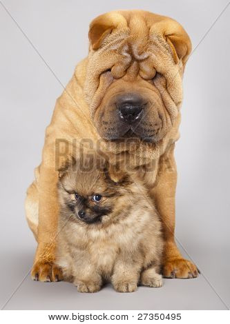Shar pei köpek ve Spitz
