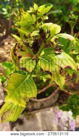 Leaves Burned By Solar Radiation Showing Natural Processes.
