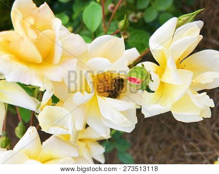 Bee Inside Mini Garden Of Yellow Roses Outdoors