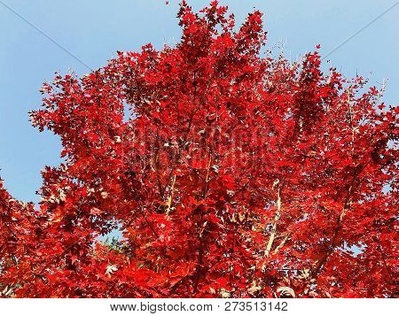 Tree With Red Foliage With Warm Colors In Canada Spring
