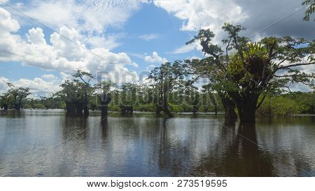 Daytime View Of The Cuyabeno Lagoon, Within The Cuyabeno Faunistic Production Reserve. It Is One Of 