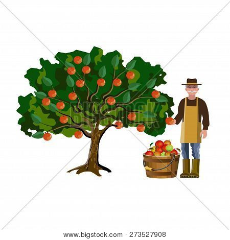 Caucasian Old Man Farmer Picking Off Apples From The Tree. Vector Illustration Isolated On White Bac
