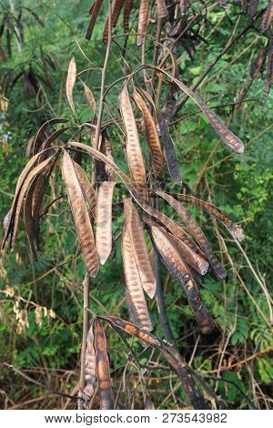 Dry Leucaena Glauca Seeds In Nature Garden