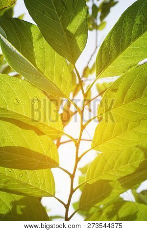 Fresh Green Annona Squamosa Leaves In Nature Garden